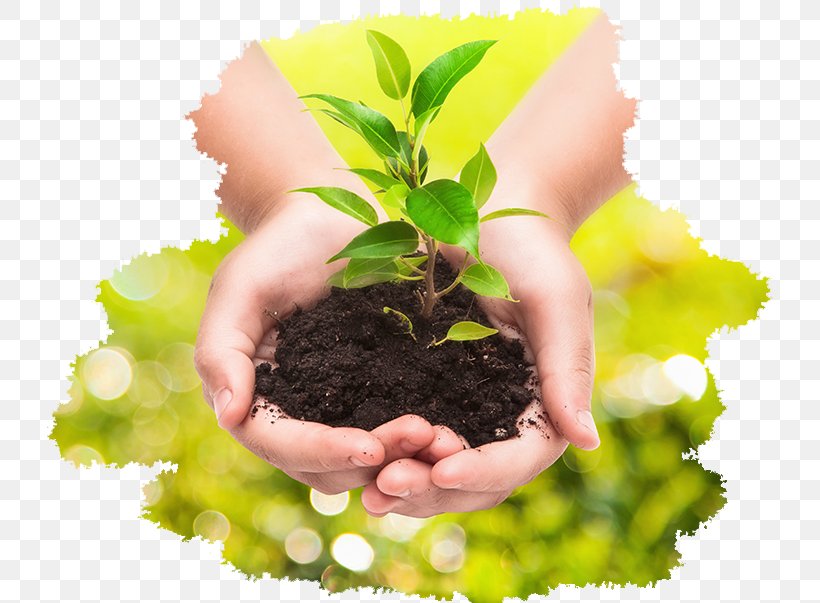 Plant Stock Photography Business Hand, PNG, 728x603px, Plant, Business, Depositphotos, Ecology, Flowerpot Download Free