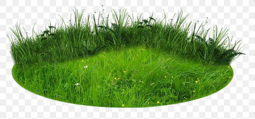 3D Computer Graphics 3D Modeling Clip Art, PNG, 806x383px, 3d Computer Graphics, 3d Modeling, Autocad Dxf, Grass, Grass Family Download Free