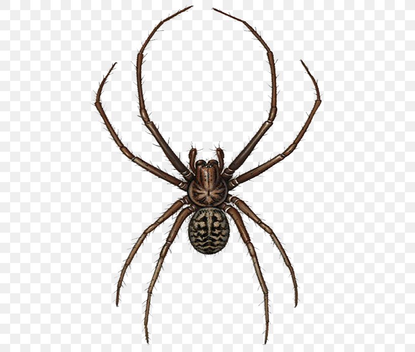 European Garden Spider Widow Spiders Illustration, PNG, 500x696px, European Garden Spider, Arachnid, Araneus, Arthropod, Drawing Download Free