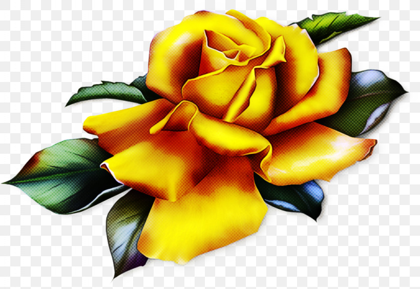 Garden Roses, PNG, 1024x705px, Yellow, Flower, Garden Roses, Hybrid Tea Rose, Orange Download Free
