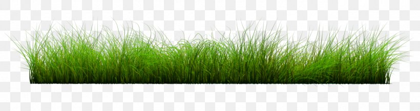 Lawn Wheatgrass, PNG, 1280x339px, Lawn, Commodity, Grass, Grass Family, Green Download Free