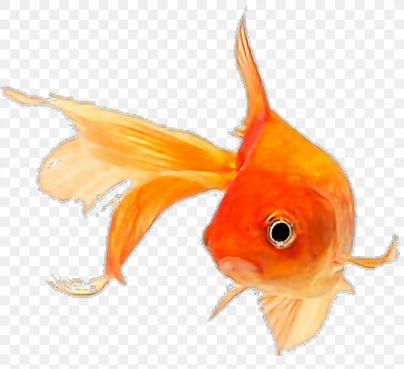 Orange, PNG, 935x855px, Fish, Bonyfish, Feeder Fish, Fin, Goldfish Download Free