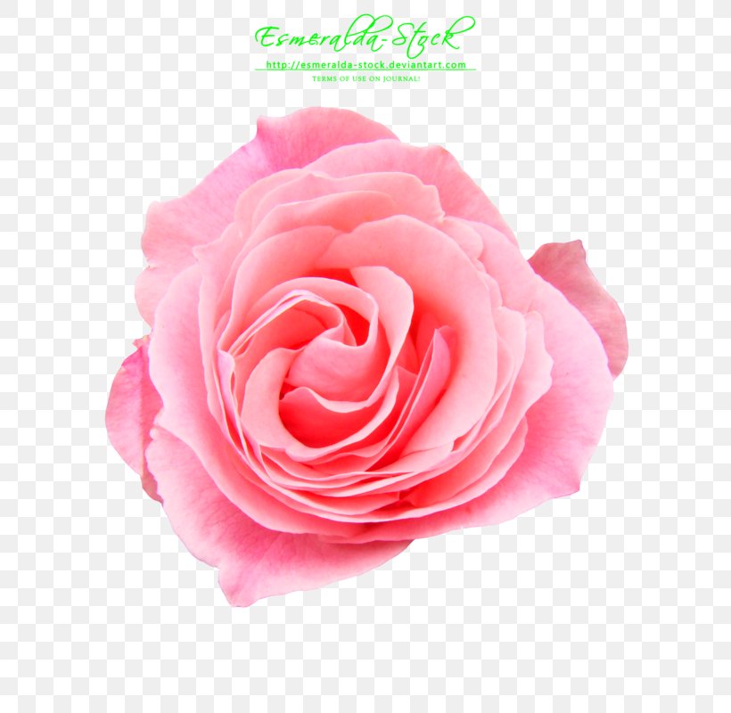 Rose Pink Flower Fashion, PNG, 600x800px, Rose, Artificial Flower, Boot, Close Up, Clothing Download Free