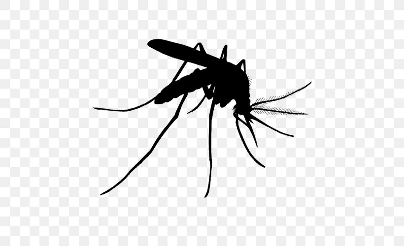 Tiger Cartoon, PNG, 500x500px, Mosquito Control, Aedes, Arthropod, Asian Tiger Mosquito, Blackandwhite Download Free
