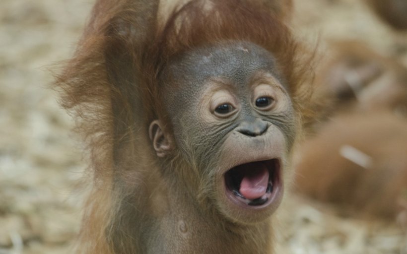 Borneo Bornean Orangutan Sumatra Great Apes The Orangutan, PNG, 1600x1000px, Borneo, Animal, Ape, Baby Orangutans, Bornean Orangutan Download Free