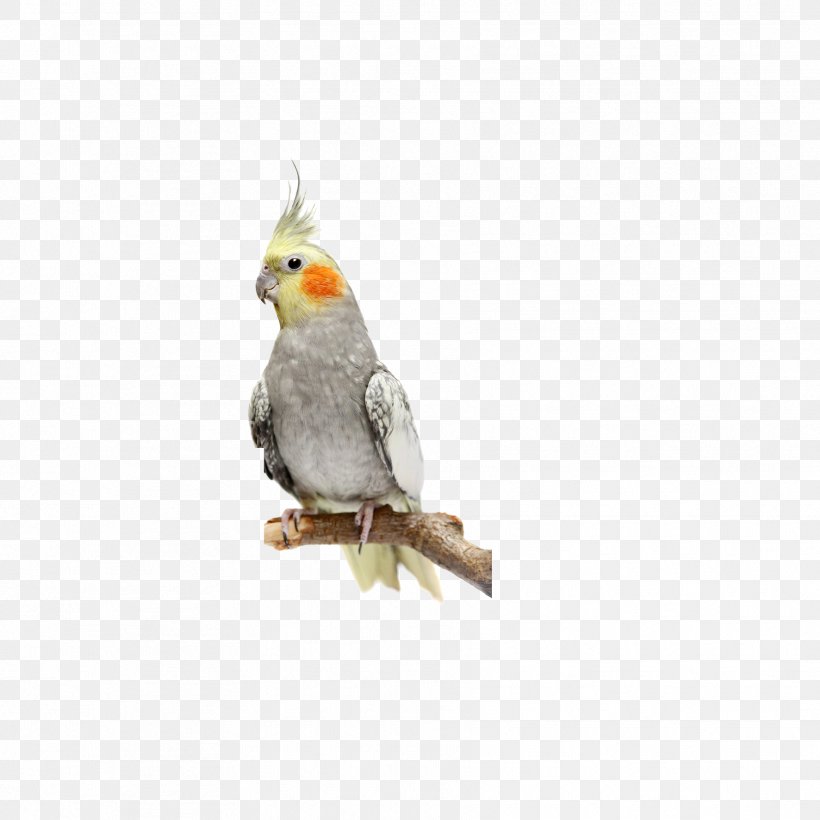 Cockatiels As Pets: Cockatiel Facts & Information, Where To Buy, Health, Diet, Lifespan, Types, Breeding, Fun Facts And More! A Complete Cockatiel Guide Bird Cockatoo Stock Photography, PNG, 1772x1772px, Cockatiel, Beak, Bird, Cockatoo, Common Pet Parakeet Download Free