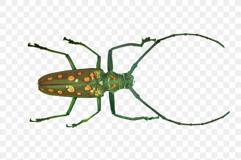 Longhorn Beetle Weevil Clip Art, PNG, 1024x683px, Beetle, Animal, Antenna, Arthropod, Fauna Download Free