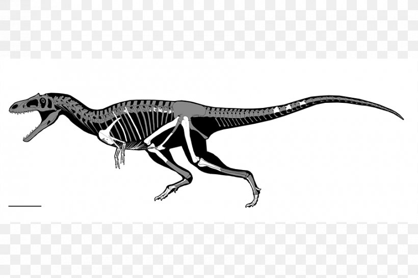 Tyrannosaurus Struthiomimus Dinosaur Size Gualicho Meat-Eating Dinosaurs, PNG, 900x600px, Tyrannosaurus, Animal Figure, Arm, Black And White, Carnivore Download Free