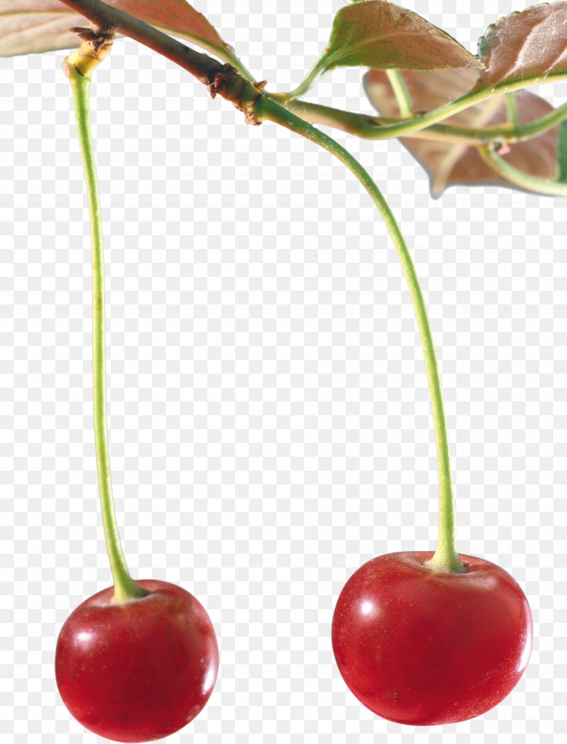 Cerasus Cherry Drawing, PNG, 3585x4700px, Cerasus, Cherry, Drawing, Flower, Food Download Free
