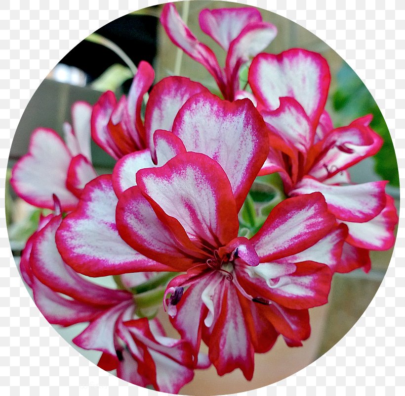 Crane's-bill Cut Flowers Magenta Petal Family, PNG, 800x800px, Cut Flowers, Family, Family Film, Flower, Flowering Plant Download Free