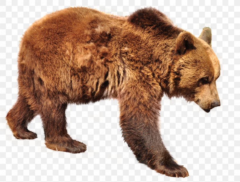 Grizzly Bear Brown Bear Polar Bear Sloth Bear, PNG, 1200x911px, Grizzly Bear, Bear, Brown Bear, Carnivoran, Fur Download Free
