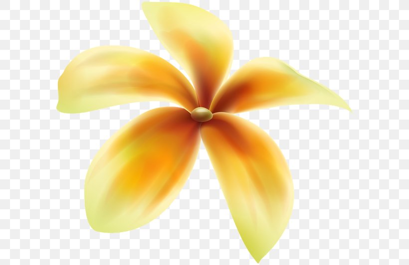 Petal Flower Clip Art Image, PNG, 600x532px, Petal, Close Up, Color, Cut Flowers, Flower Download Free