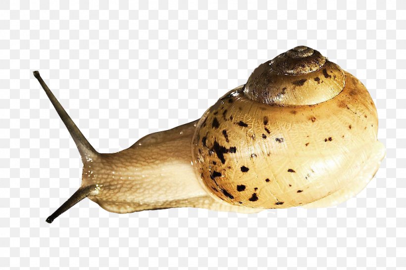 Snail Slime Orthogastropoda Slug Prosobranchia, PNG, 1024x683px, Orthogastropoda, Animal, Gastropods, Invertebrate, Mollusc Shell Download Free