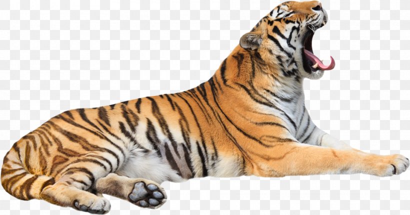 Tiger Cat Roar Zoo Whiskers, PNG, 960x504px, Tiger, Animal, Animal Figure, Big Cat, Big Cats Download Free
