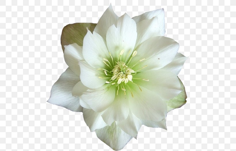 Flower White Jasmine Desktop Wallpaper, PNG, 500x526px, Flower, Blue, Cut  Flowers, Flowering Plant, Green Download Free