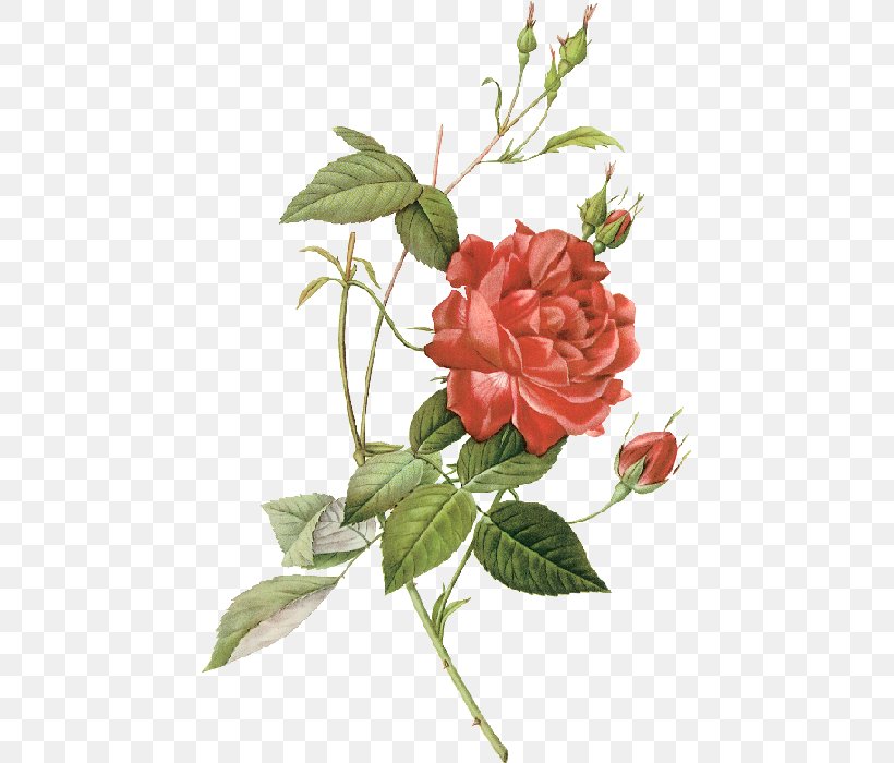 Les Roses Botanical Illustration China Rose Drawing, PNG, 449x700px, Les Roses, Botanical Illustration, Botanical Illustrator, Botany, Branch Download Free