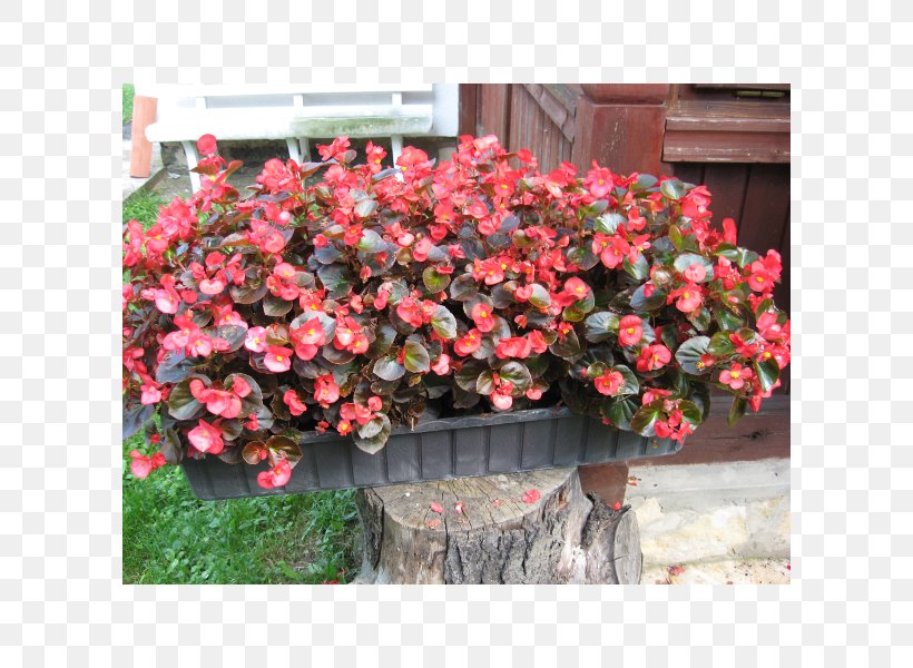 Wax Begonia Annual Plant Ornamental Plant Shrub, PNG, 600x600px, Wax Begonia, Annual Plant, Begonia, Begoniaceae, Busy Lizzie Download Free