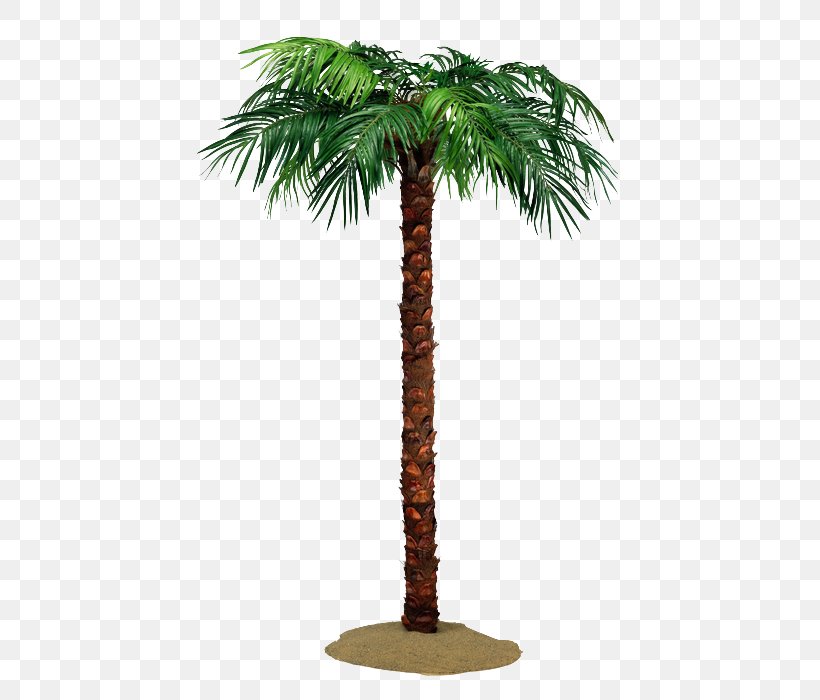 Asian Palmyra Palm Coconut Arecaceae Tree, PNG, 462x700px, Asian Palmyra Palm, Arecaceae, Arecales, Borassus Flabellifer, California Palm Download Free