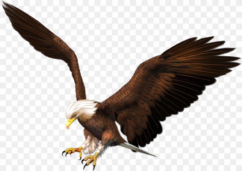 Bald Eagle Bird Of Prey Accipitriformes, PNG, 1200x850px, Eagle, Accipitriformes, Bald Eagle, Beak, Bird Download Free