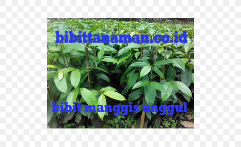 Benih Purple Mangosteen Fruit Tree Crop Budi Daya, PNG, 500x500px, Benih, Auglis, Budi Daya, Crop, Discounts And Allowances Download Free