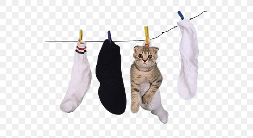 Cat Clip Art, PNG, 600x446px, Cat, Blog, Cat Like Mammal, Clothes Line, Clothing Download Free