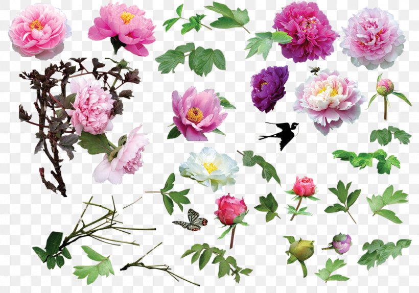 Centifolia Roses Flower Clip Art, PNG, 1024x717px, Centifolia Roses, Annual Plant, Branch, Cut Flowers, Flora Download Free