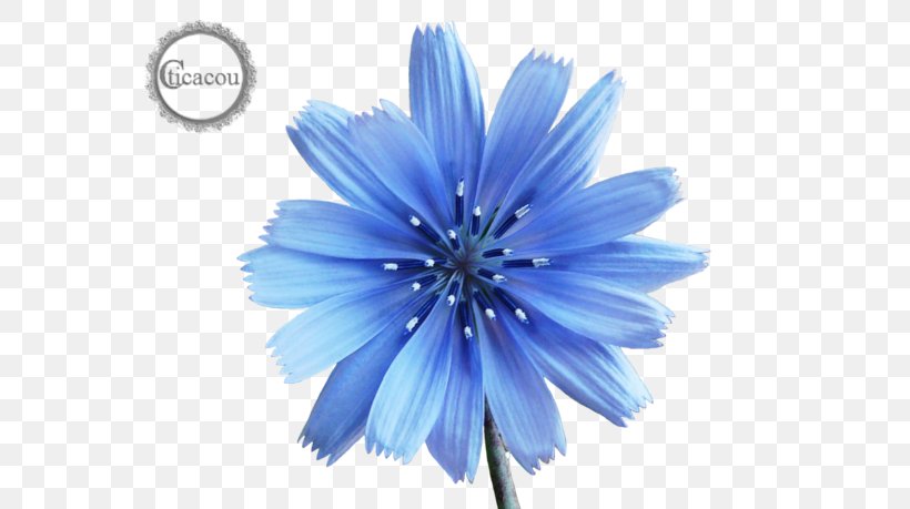 Chicory Perennial Plant Herbaceous Plant Seed, PNG, 600x459px, Chicory, Asterales, Blue, Centaurium Erythraea, Chervil Download Free