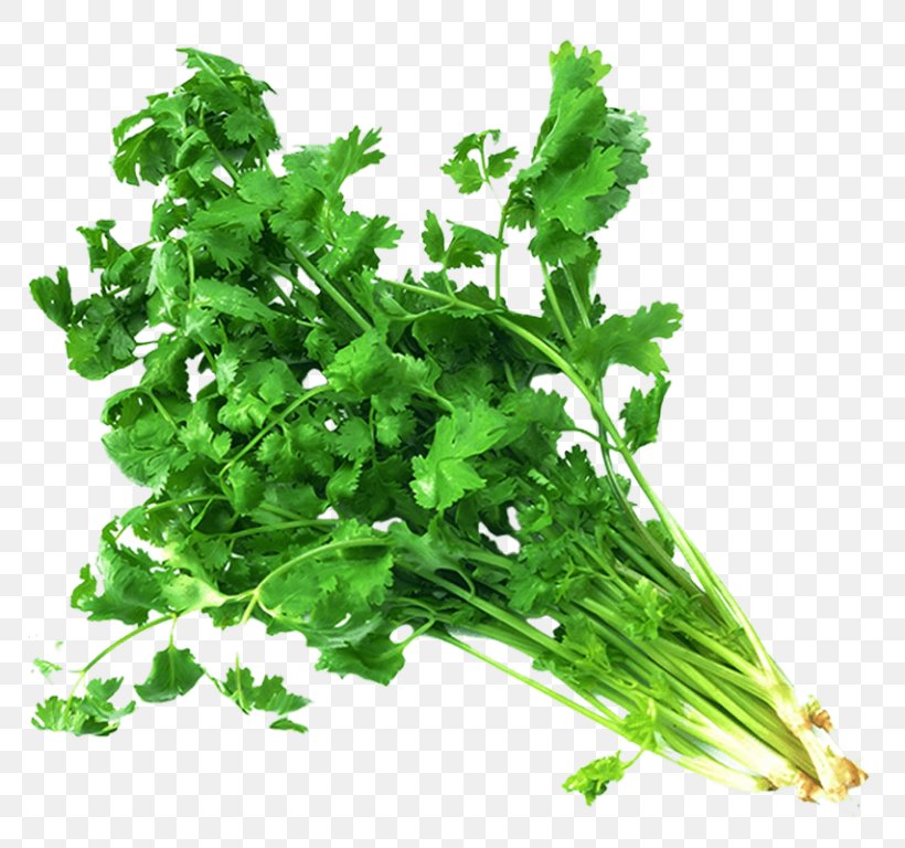 Coriander Indian Cuisine Vegetable Herb Vindaloo, PNG, 768x768px, Coriander, Curry Tree, Eggplant, Food, Herb Download Free