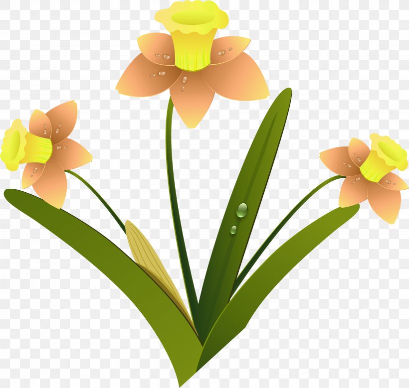 Daffodil Cut Flowers Clip Art, PNG, 3467x3297px, Daffodil, Cattleya, Cattleya Orchids, Cut Flowers, Flower Download Free