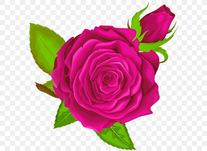 Garden Roses Clip Art Image, PNG, 596x600px, Rose, Art, Artificial Flower, Blue Rose, Botany Download Free
