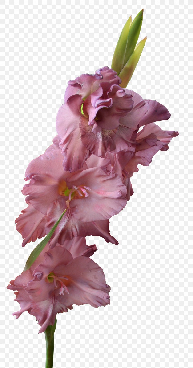 Gladiolus Xd7gandavensis Clip Art, PNG, 1369x2612px, Gladiolus, Classic Tetris World Championship, Cut Flowers, Display Resolution, Floral Design Download Free