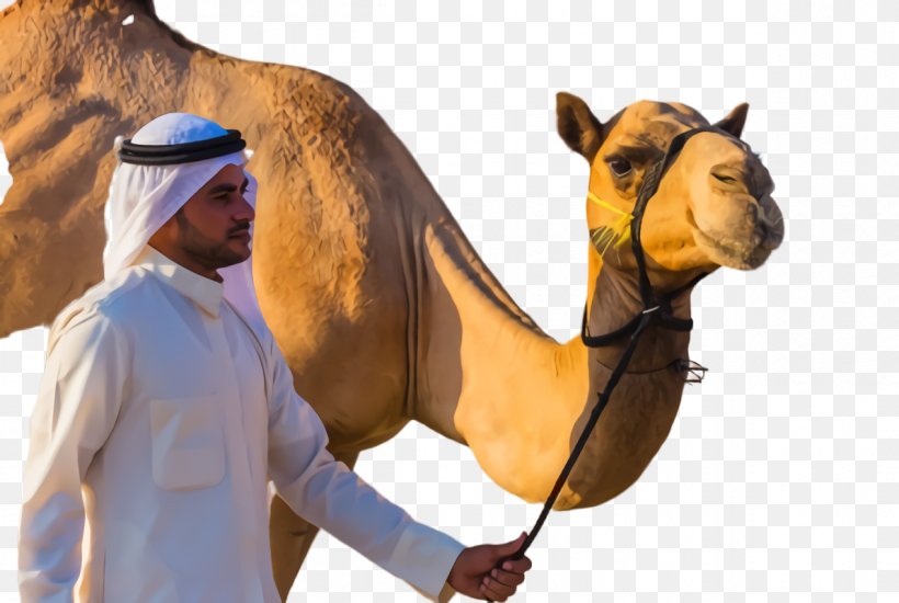 Economy Of Saudi Arabia United Arab Emirates Dromedary Stock Photography, PNG, 1192x800px, Saudi Arabia, Arabia, Arabian Camel, Bactrian Camel, Camel Download Free