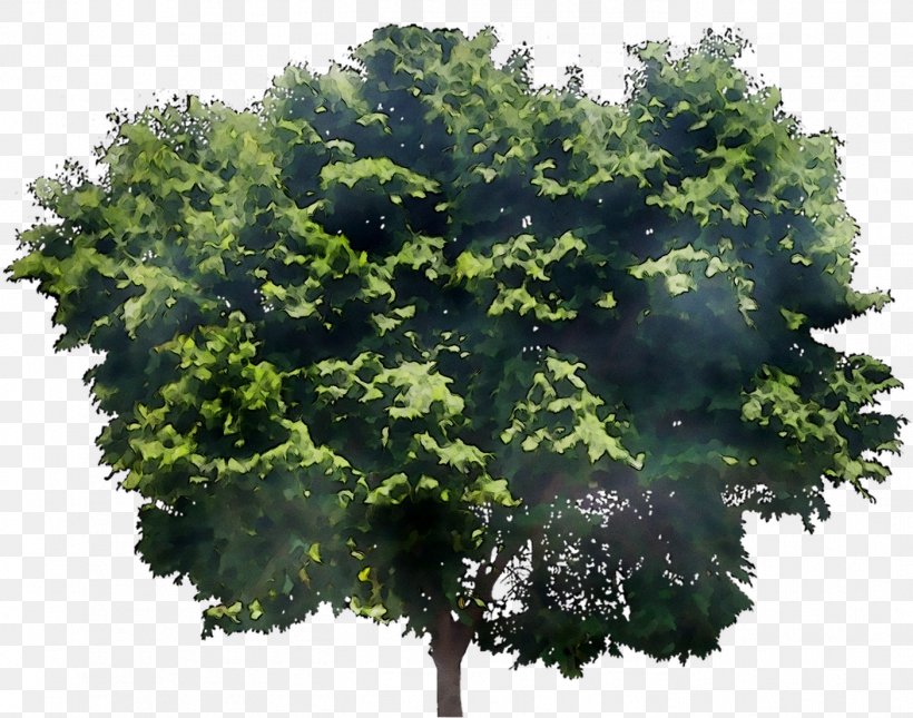 Mature Ash Trees X 2 Green Ash Native Trees In Toronto Fraxinus Americana, PNG, 1404x1106px, Tree, Ash, California Live Oak, Californian White Oak, Flower Download Free