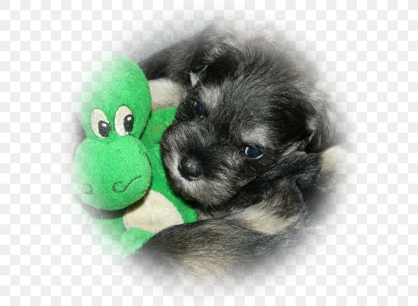 Miniature Schnauzer Schnoodle Affenpinscher Cairn Terrier Morkie, PNG, 600x600px, Miniature Schnauzer, Affenpinscher, Bolonka, Breed, Cairn Terrier Download Free