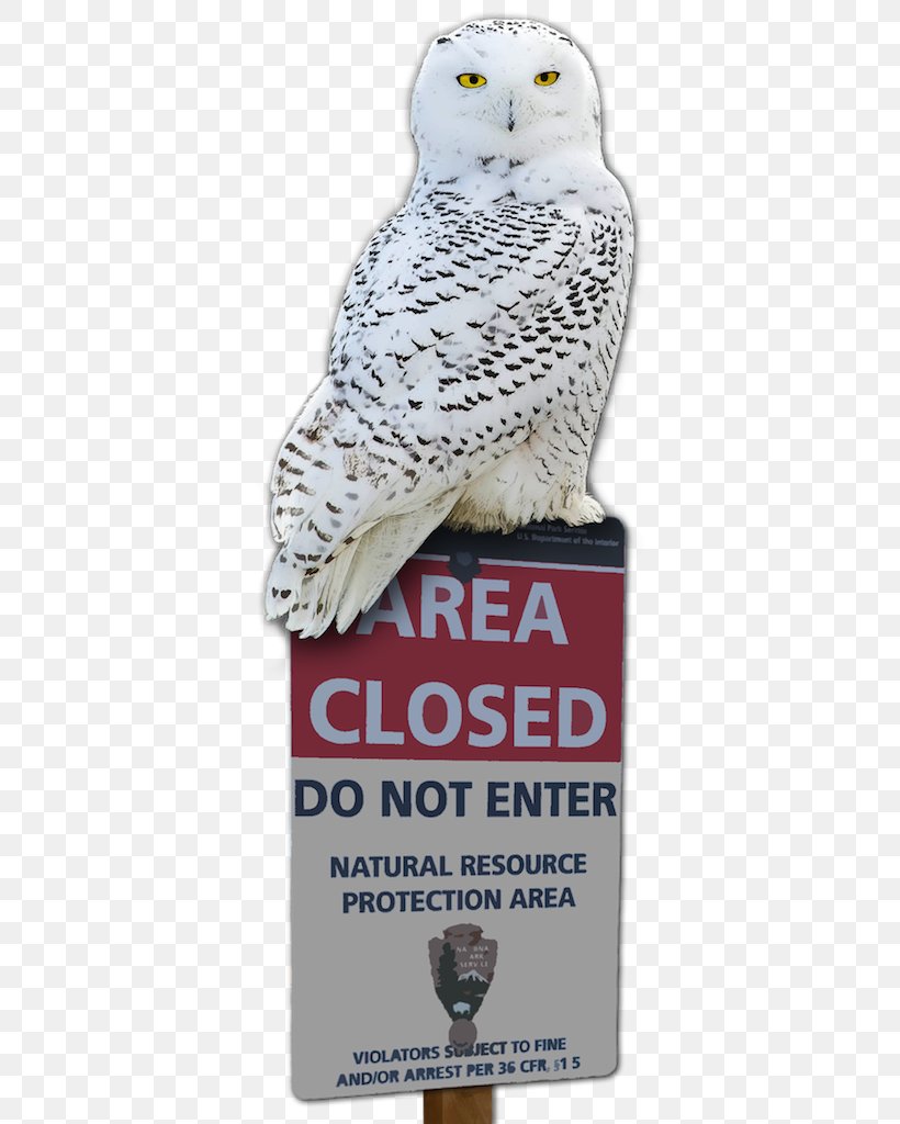 Owl Advertising Beak, PNG, 549x1024px, Owl, Advertising, Beak, Bird, Bird Of Prey Download Free