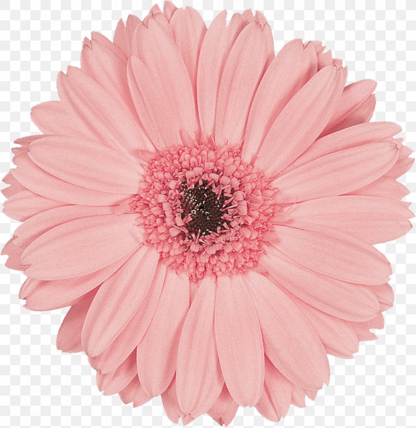 Transvaal Daisy Flower Preservation Pink Cut Flowers, PNG, 1165x1200px, Transvaal Daisy, Blue, Chrysanthemum, Chrysanths, Cut Flowers Download Free