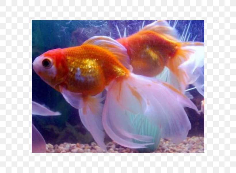 Veiltail Common Goldfish Shubunkin Comet Pearlscale, PNG, 600x600px, Veiltail, Aquarium, Bony Fish, Comet, Common Goldfish Download Free