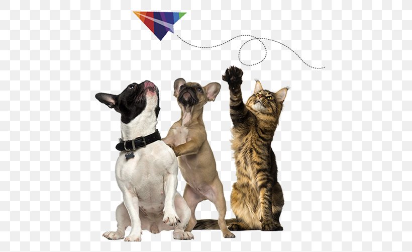 Cat Stock Photography French Bulldog Pet Shipping, PNG, 516x501px, Cat, Carnivoran, Cat Like Mammal, Depositphotos, Dog Download Free