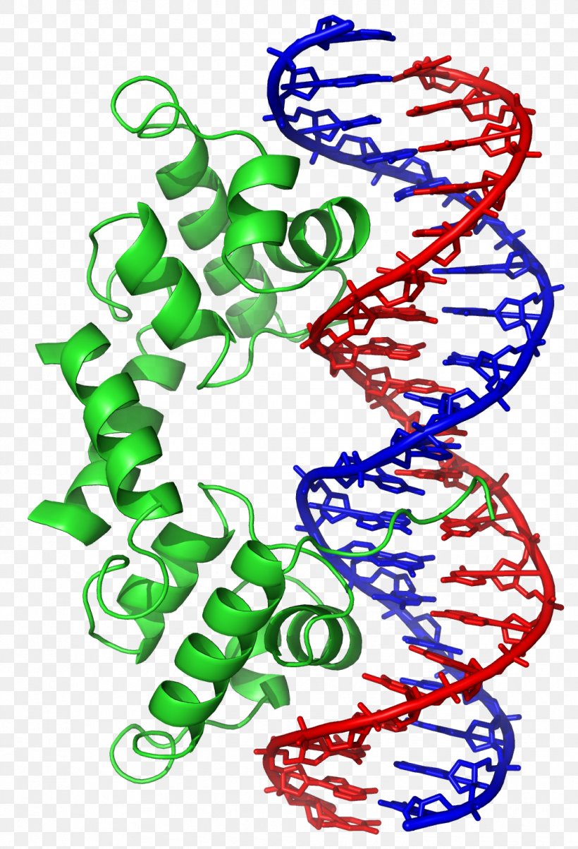 Helix-turn-helix DNA-binding Protein Basic Helix-loop-helix Structural Motif, PNG, 1068x1569px, Helixturnhelix, Alpha Helix, Area, Art, Basic Helixloophelix Download Free