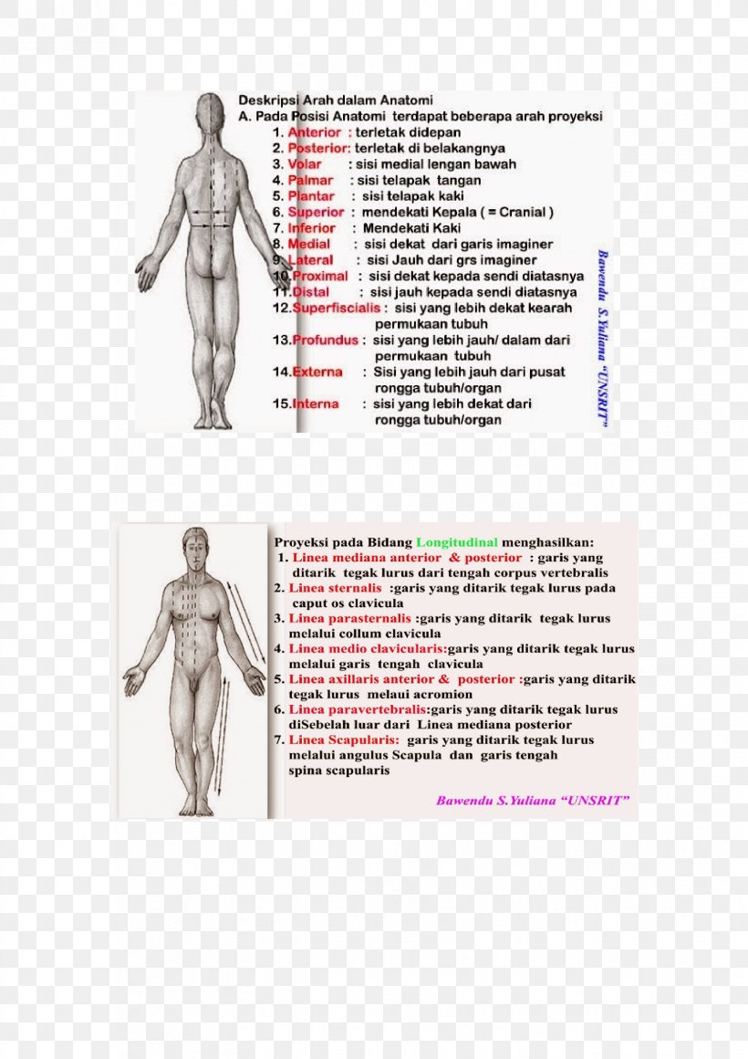 Homo Sapiens Shoulder Human Anatomy Human Body, PNG, 1653x2339px, Watercolor, Cartoon, Flower, Frame, Heart Download Free