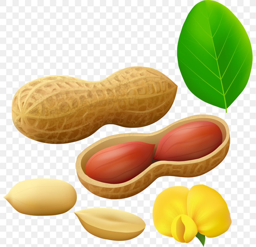 Peanut Clip Art Image, PNG, 800x789px, Peanut, Food, Fruit, Ingredient, Legume Download Free