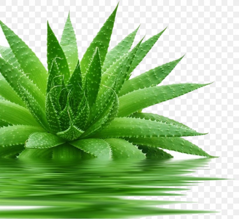 Aloe Vera Gel Skin Medicinal Plants, PNG, 862x792px, Aloe Vera, Acne, Aloe, Cosmetics, Dermatitis Download Free