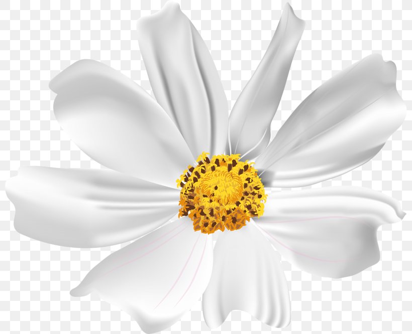 Dendranthema Lavandulifolium Transvaal Daisy Clip Art, PNG, 800x666px, Dendranthema Lavandulifolium, Chamomile, Chrysanthemum, Chrysanths, Common Daisy Download Free