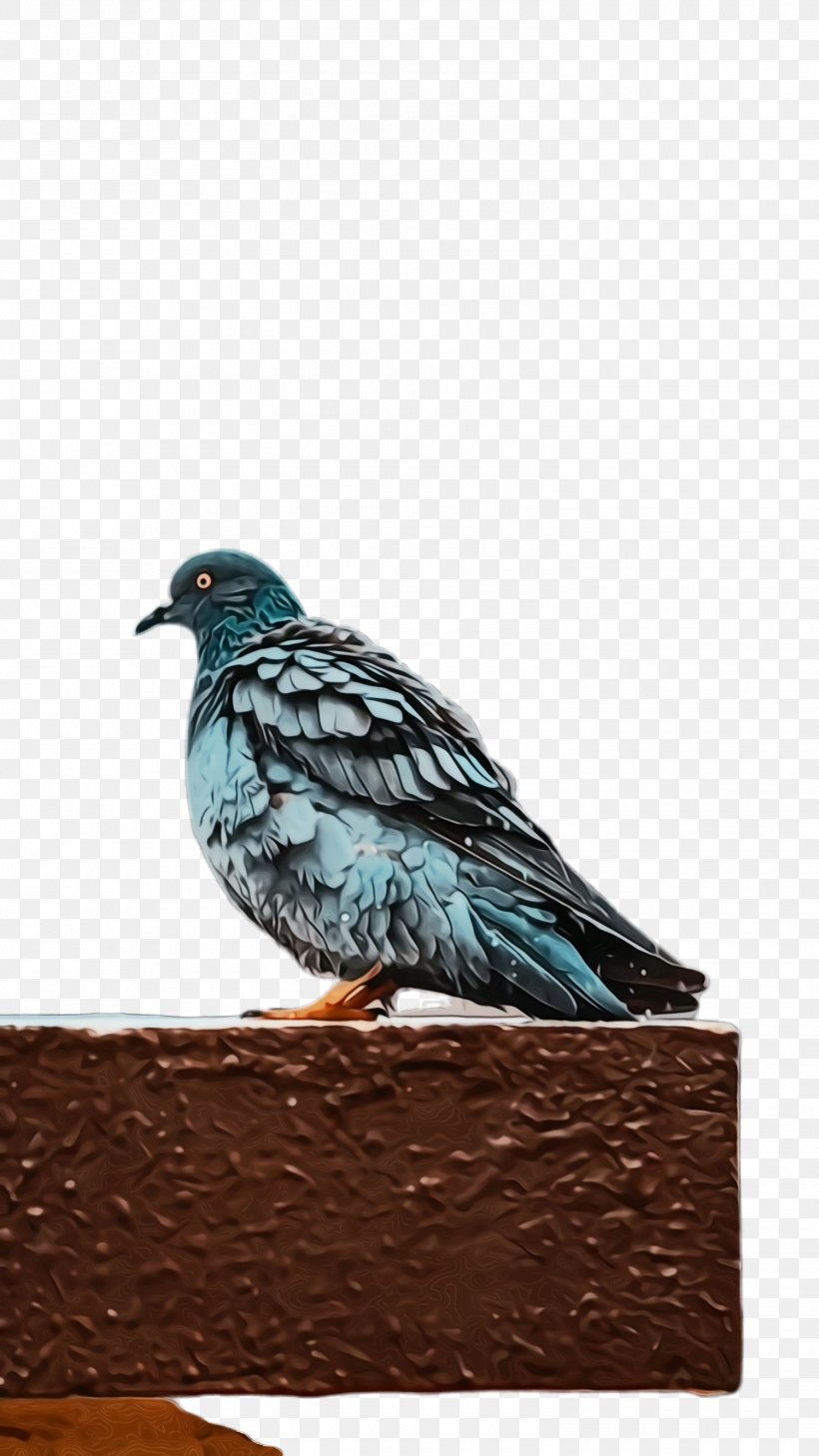 Dove Bird, PNG, 1500x2668px, Pigeon, Beak, Bird, Dove, Feather Download Free