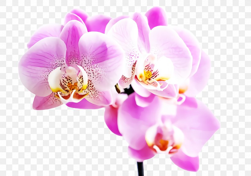 Flower Flowering Plant Moth Orchid Petal Pink, PNG, 2380x1680px, Flower, Flowering Plant, Moth Orchid, Orchid, Petal Download Free