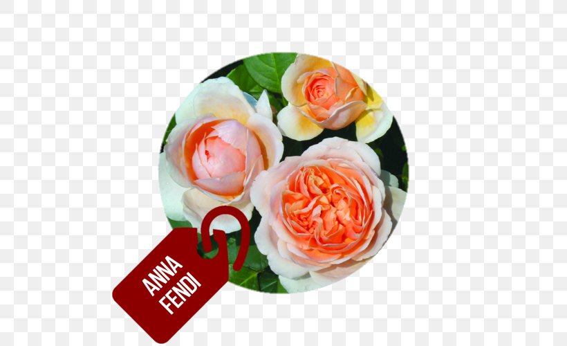 Garden Roses Hybrid Tea Rose Fendi Flower, PNG, 500x500px, Garden Roses, Anna Fendi, Asian Food, Cuisine, Cut Flowers Download Free