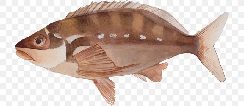 Marine Biology Fauna Tilapia Oily Fish, PNG, 717x357px, Marine Biology, Animal, Animal Figure, Biology, Fauna Download Free