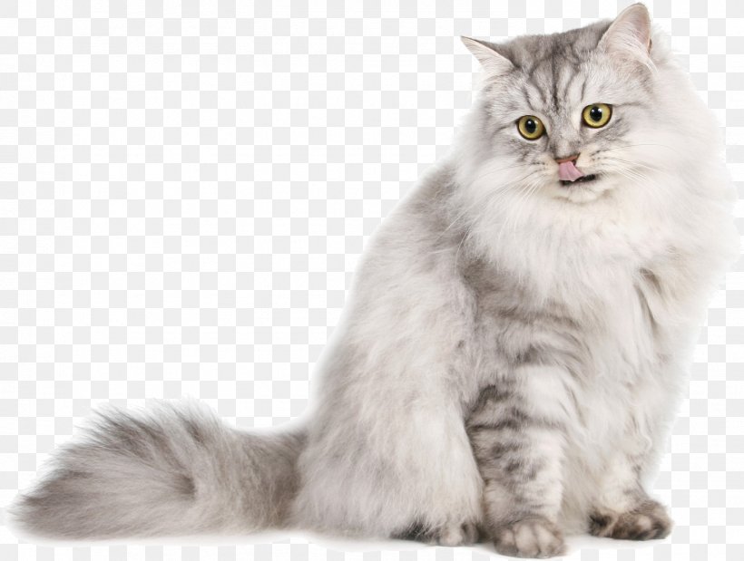 Siberian Cat Persian Cat Ragdoll Norwegian Forest Cat Burmese Cat, PNG, 1478x1116px, Siberian Cat, American Bobtail, American Curl, American Wirehair, Asian Download Free