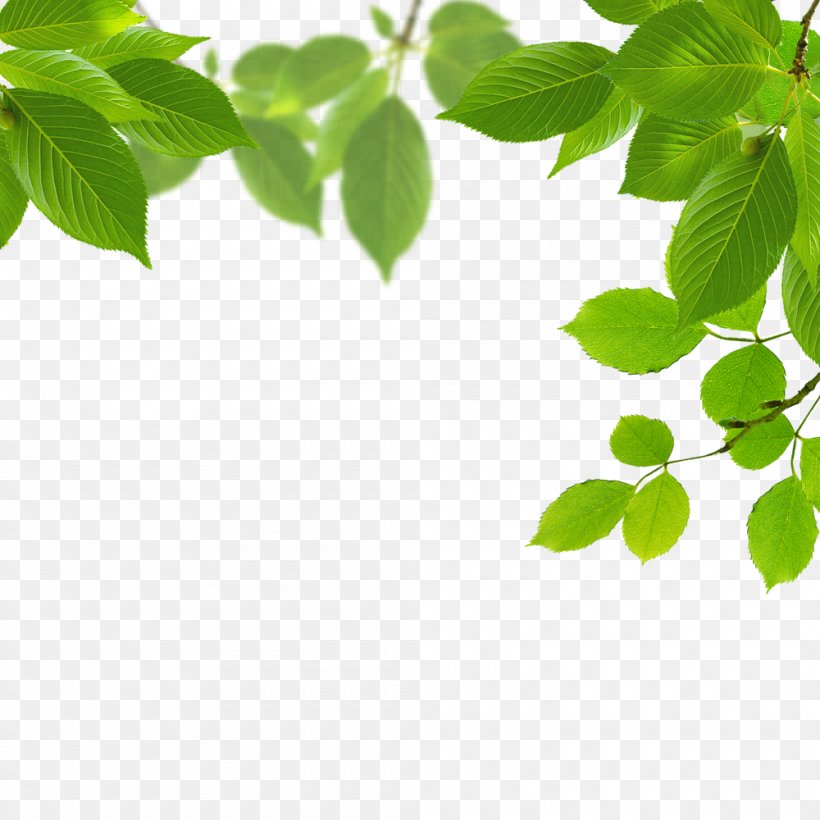 Download Leaf Green, PNG, 1000x1000px, Leaf, Branch, Grass, Green, Pixel Download Free