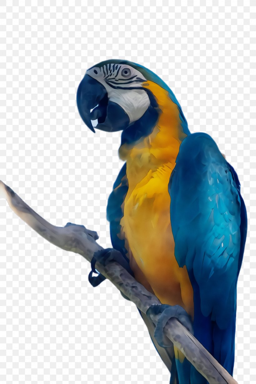 Bird Macaw Parrot Beak Blue, PNG, 1632x2448px, Watercolor, Beak, Bird, Blue, Budgie Download Free